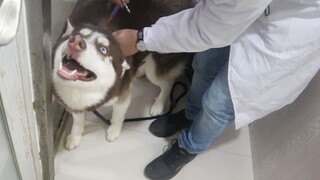 Kulit husky terlalu tebal, Dokter: Ini waktu tercepatku!