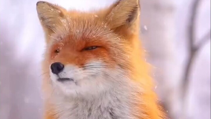 The red fox’s laugh is seriously mesmerizing!