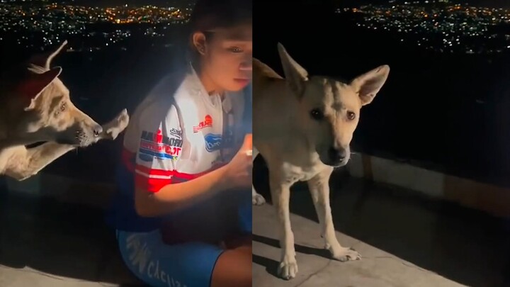 Seorang wanita bertemu dengan seekor anjing liar yang sedang meminta makanan pada larut malam, dia d