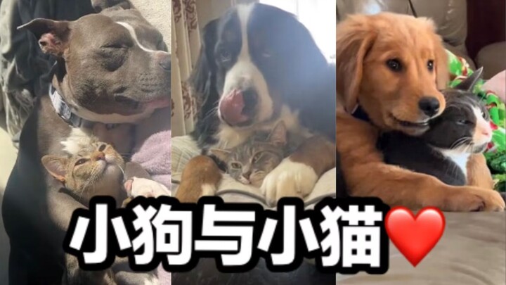 Kucing kecil memang sahabat terbaik bagi anjing kecil!