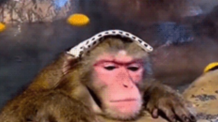 من رأى التحذير الصيني من الجمارك الأسترالية؟