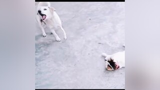 Khi cao thủ gặp thách đấu. chó pet thucung dog funny xuhuong