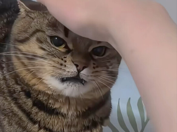 แมวนากจีนเลี้ยงให้เชื่องได้ไหม