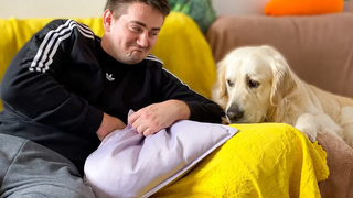 เมื่อโกลเด้น รีทรีฟเวอร์ของคุณสงสัยว่าคุณกำลังกินโดยไม่มีเขา!