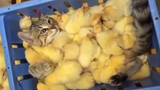 Kucing: Wah, Banyak Anak Ayam, Hore~