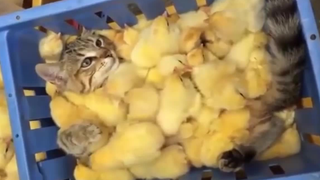 Video collection of cute cats