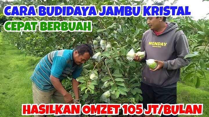 BUDIDAYA JAMBU KRISTAL || M FAJAR HASILKAN OMZET 105 JT/BULAN, DARI BUDIDAYA JAMBU KRISTAL