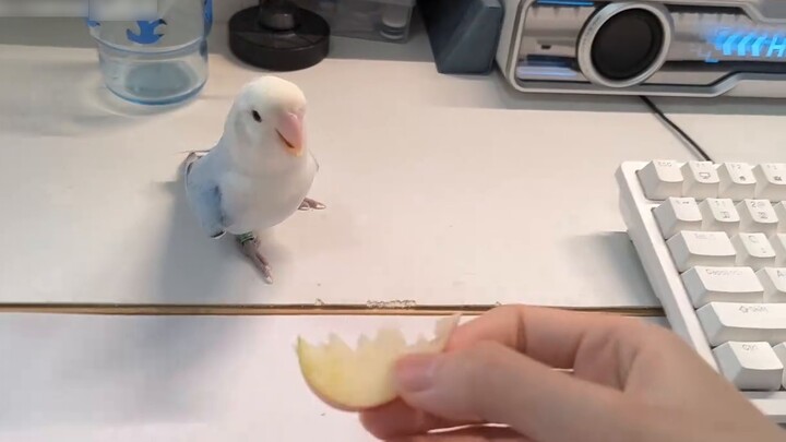 Halo, aku mau makan sedikit☺️Aku mau makan sedikit lagi🥰Aku mau sedikit lagi🥺Bisakah kamu memberiku 