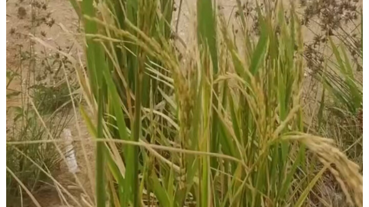 The saltwater rice Yuan Longping was searching for during his lifetime has been discovered and has a