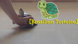 [Rùa Brazil] Bé rùa "tiêu chuẩn kép" cỡ nào