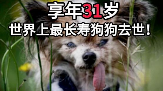 Chú chó sống 31 năm, Lazare – chú chó sục bướm thọ nhất thế giới – đã qua đời!
