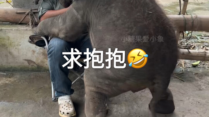 Baba tidak mengangkat bayi gajah, sehingga ia pun marah dan melompat ke dalam air untuk mencari indu