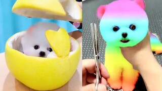 Funny and Cute Dog Pomeranian 😍🐶| Funny Puppy Videos #127
