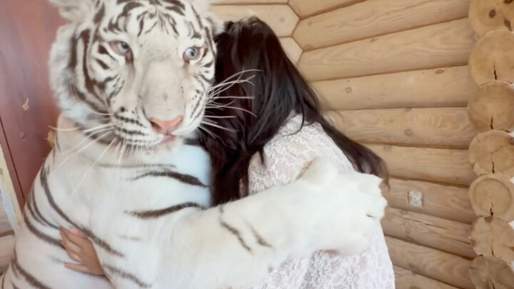 🐕‍🦺: You ruined my relationship—let’s team up to take down the tiger together.