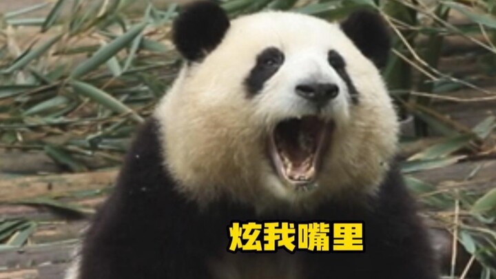 Hua Hua, the chatterbox, is hilarious urging Daddy to go fishing for cats