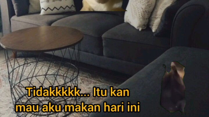 POV: Mau makan es cream tapi dimakan ayah #bananacat #memekucing #hiburankucing #fyp #memeindonesia