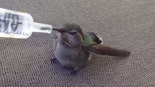 A seriously dehydrated Hummingbird