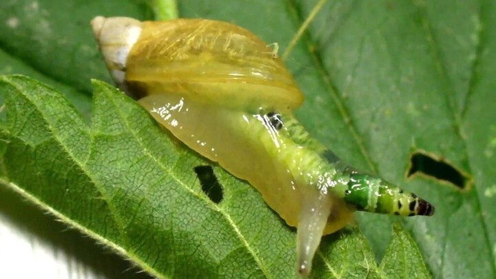 “หอยทากซอมบี้” แสนสวย ถูกปรสิตควบคุมจิตใจ พยายามอย่างสุดชีวิตให้นกจิกกินมัน