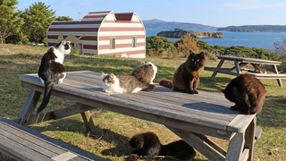 สวรรค์ของคนรักแมว - เกาะแมวของญี่ปุ่น