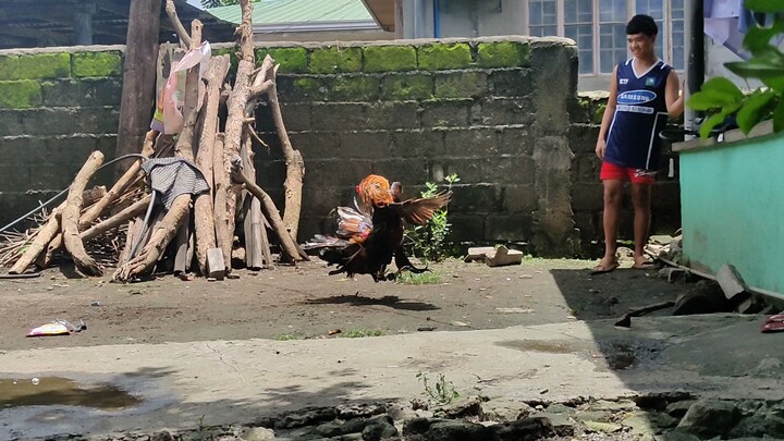 spar muna ng bago palahi