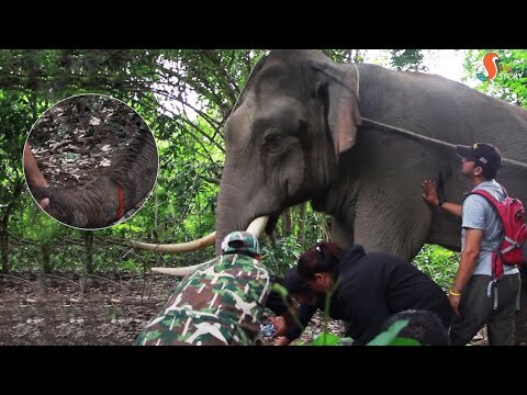 A matter of life and death Injured elephant emergency rescue : นาทีต่อชีวิต ช้างป่างวงขาด