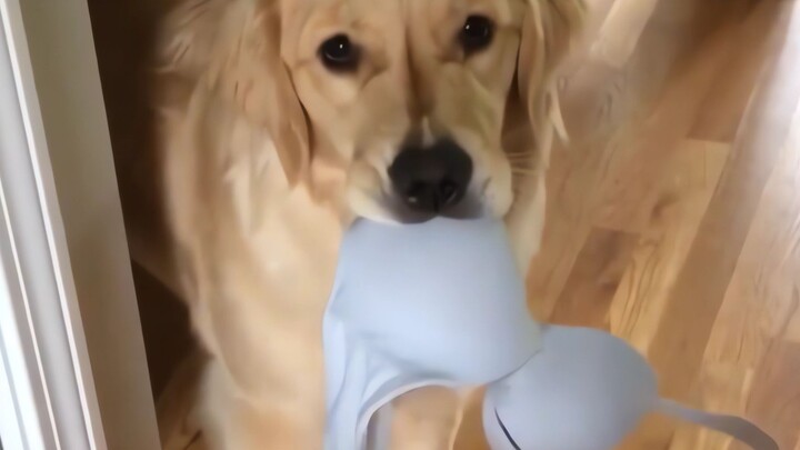 I hate little dogs with zero personal boundaries~