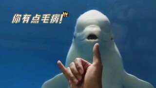 Trêu chọc cá voi trắng luôn có những bất ngờ thú vị!