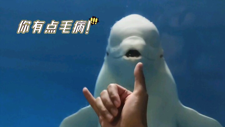 Menggoda paus putih selalu ada kejutan tak terduga!