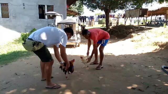 asero Gf stag late born banded salpukan 2024