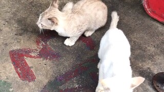 Street kitties