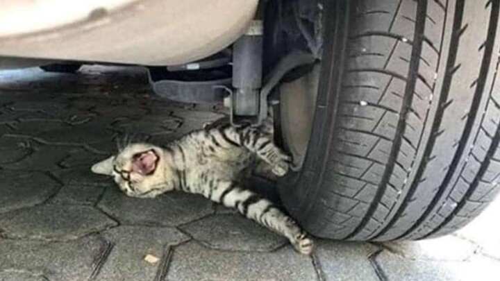 Funniest cats video compilation 😹 to make you rolling on the floor laughing | Cutest animals