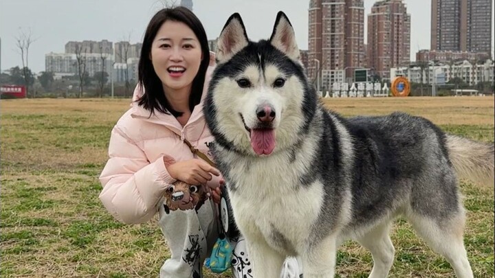 Dengan banyak anjing yang aku ajak jalan-jalan, yang paling pengen aku rekam buat kalian tetap si Hu