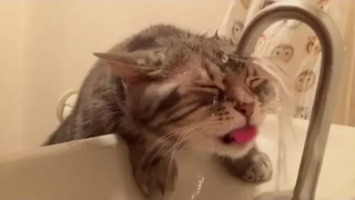 Cats vs Water - การรวบรวมแมวตลก