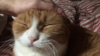 [Động vật]Khoảnh khắc siêu yêu của mèo