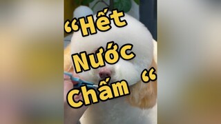 “ hết nước chấm “ thucung learnontiktok