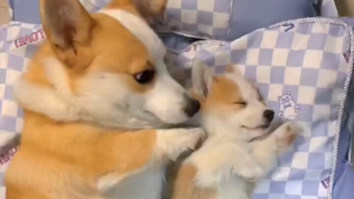 A Little Corgi and Her Puppies