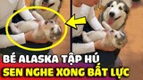 Bé Alaska baby được anh Sen dạy cho cách 'HÚ TIẾNG SÓI' nhưng kết quả nó lạ lắm 😂 | Gâu Đần