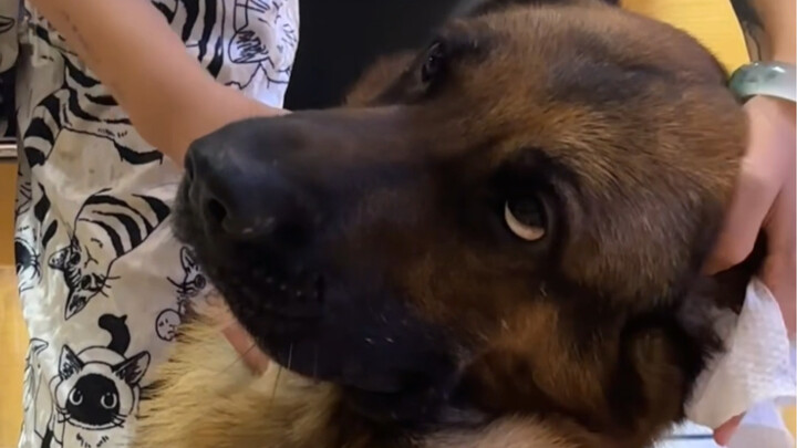 When a German Shepherd Falls for Ear Picking, It Unleashes the Soul-Extracting Technique