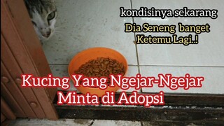 Kucing Jalanan Yang Ngejar-Ngejar Minta Di Adopsi Ini Kondisinya Sekarang..! | Allah Maha Penolong