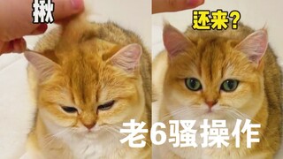手薅猫毛真解压！猫:你个老6，给我撒开