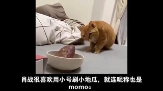 一点爆料，有肖战、杨子、钟汉良、张韶涵