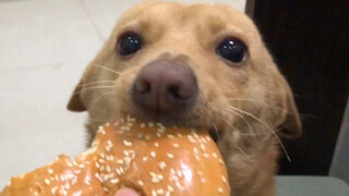 Berbagi Hamburger dengan Anjing