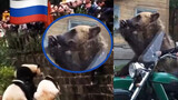 When Russian netizens saw a girl fall into the panda enclosure, see the reaction of the pandas as they witnessed the rescue 