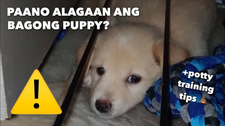 PAANO ALAGAAN ANG TUTA (sa unang araw sa bahay) + Potty Training