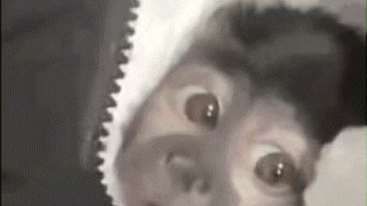 Who could resist such an endlessly cute little macaque? (Legally kept as a pet abroad)