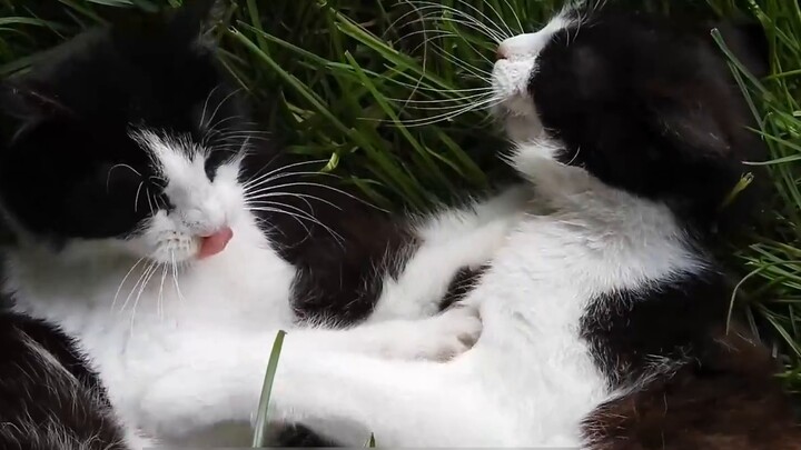 The five tiger generals of Chinese pastoral cats, civet cat, cow cat, black cat, orange cat, calico 