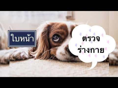 น้องหมาเลือดกำเดาไหล!!! วิธีทำให้เลือดหยุดไหล และหาสาเหตุป้องกันสุนัขเลือดกำเดาไหล Thai Pet Academy