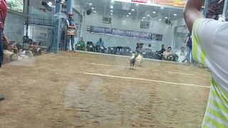 kaysakat sports cockpit arena.