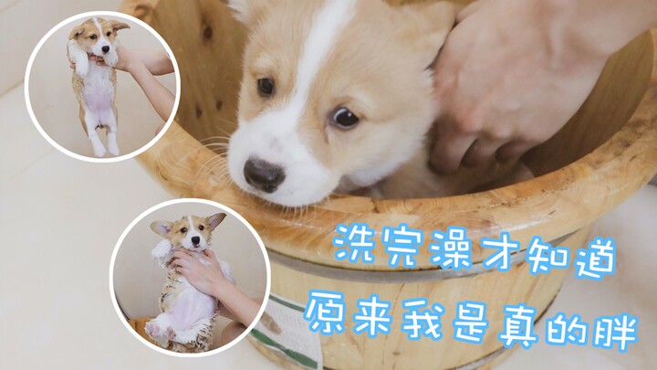 Anak anjing kecil mandi untuk pertama kalinya dalam hidupnya, wajahnya terlihat sedih sepanjang wakt