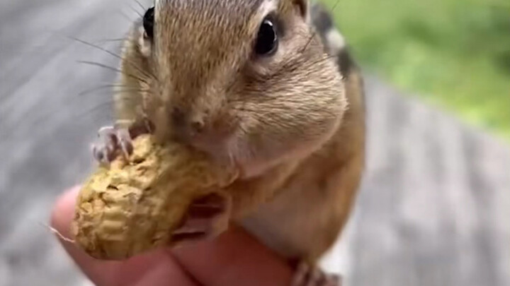 Giving the little chipmunk a super-long peanut—humans are so mean!